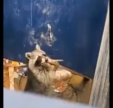 Clever Raccoon knows how to escape