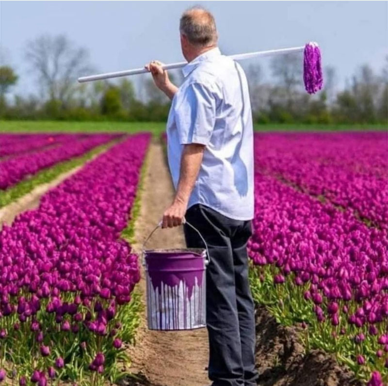 The truth behind the Dutch flower fields