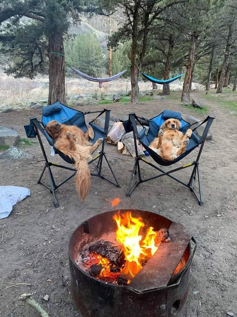 Camping with Golden Retrievers