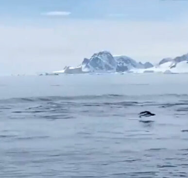 Penguin Evades Orcas