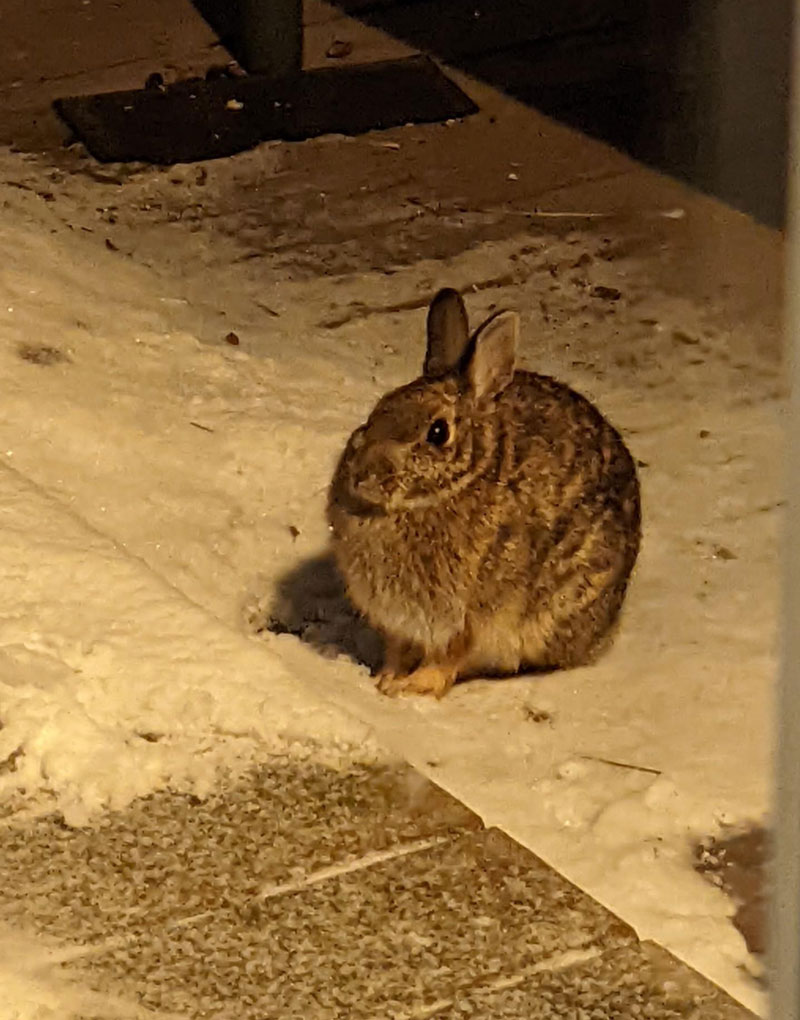 Very round bunny in my backyard