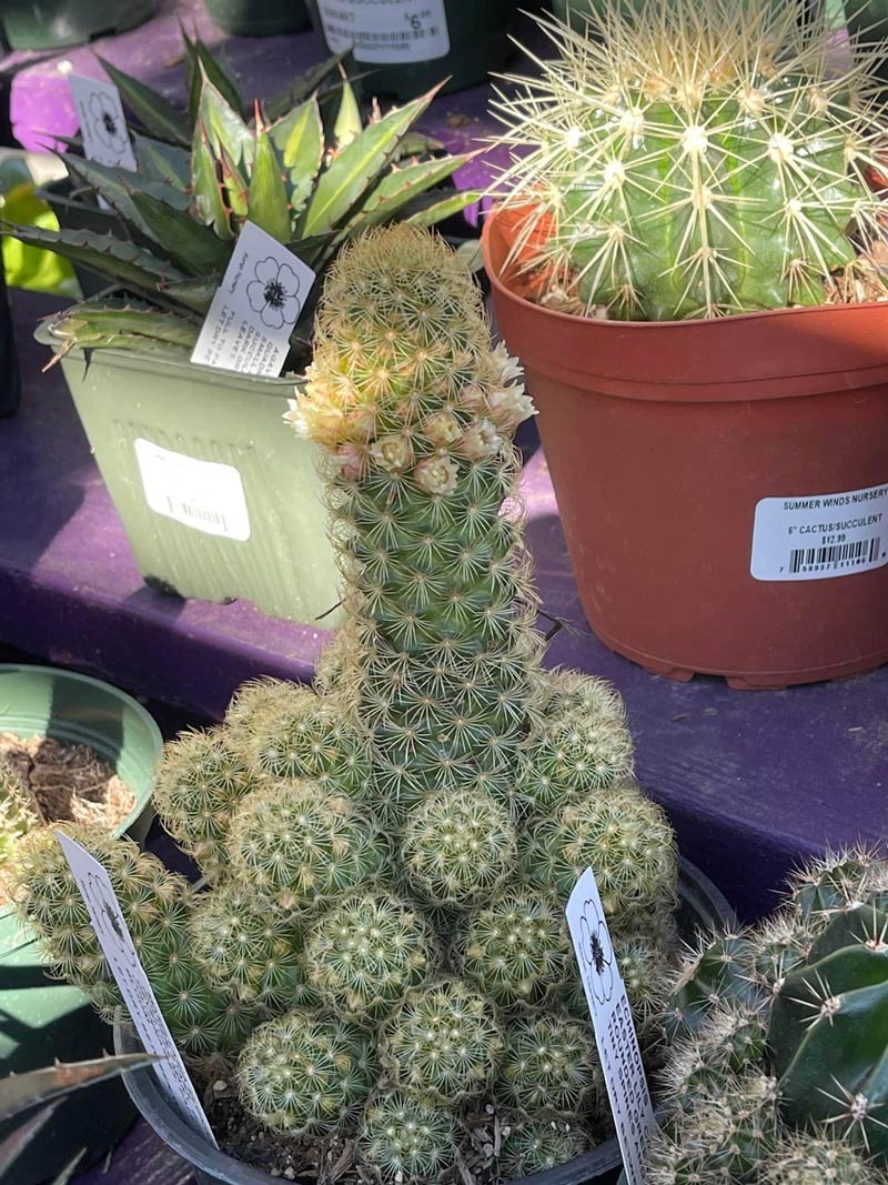 This cactus