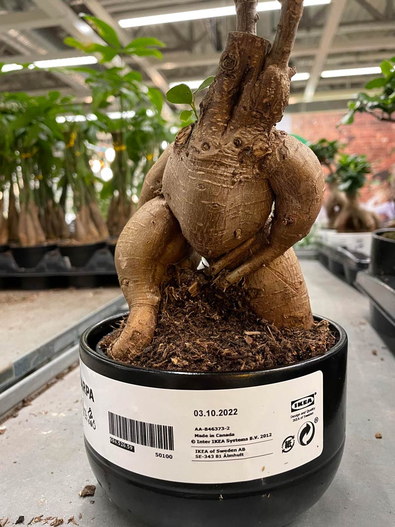 This plant in Ikea looks like a creature
