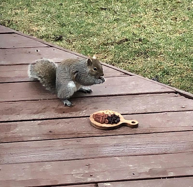 My mom made a charcuterie board for the squirrels
