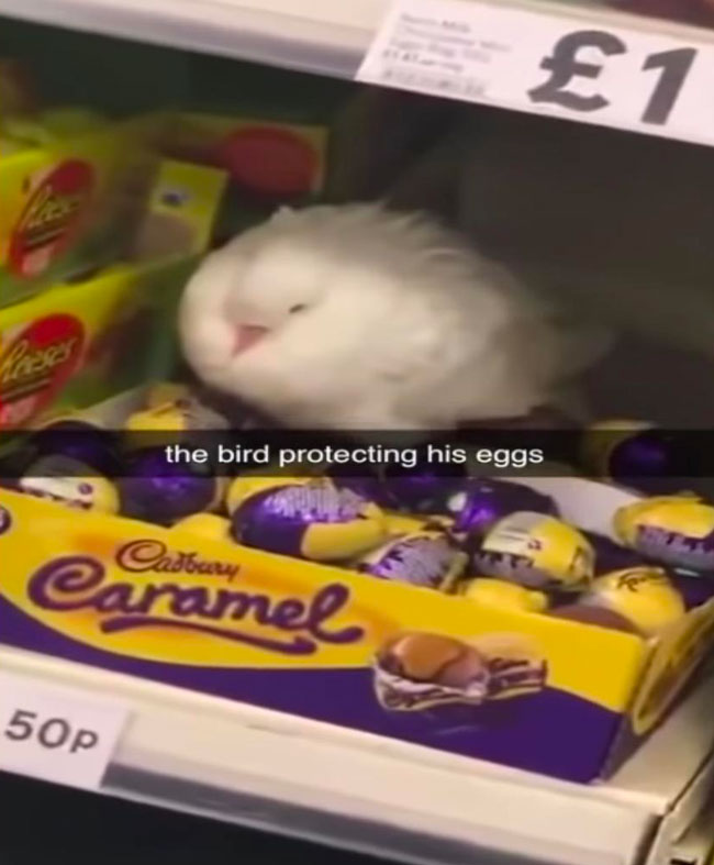 He got the wrong eggs