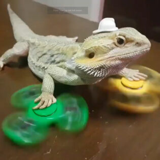 Admit it. You'll never be as cool as this fidget-spinning Bearded Dragon