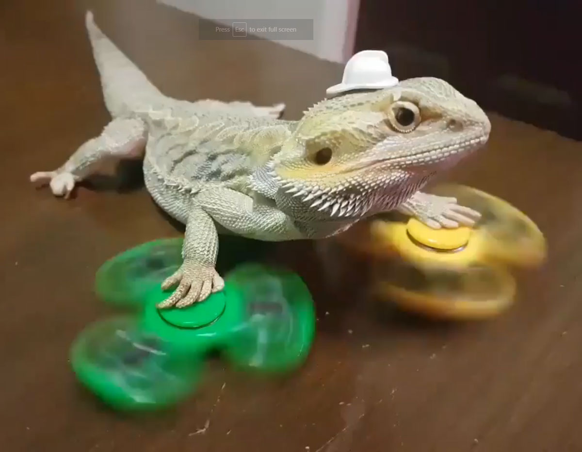 Admit it. You'll never be as cool as this fidget-spinning Bearded Dragon