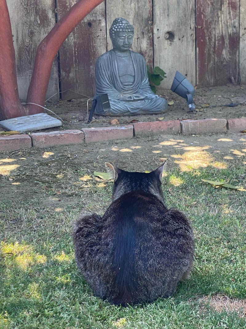 Bobby Kitty seeks enlightenment