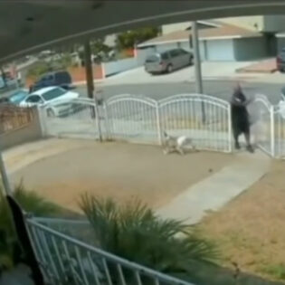 Delivery guy fails to notice the dog initially