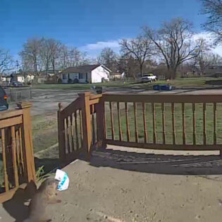 Groundhog Steals My Amazon Package