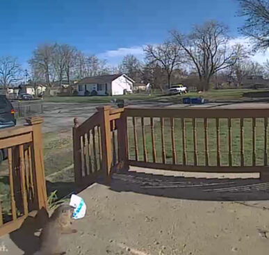 Groundhog Steals My Amazon Package