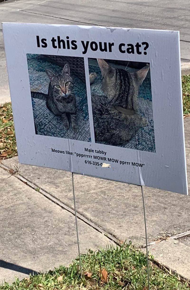 Came across this missing cat flier. Anyone speak cat?
