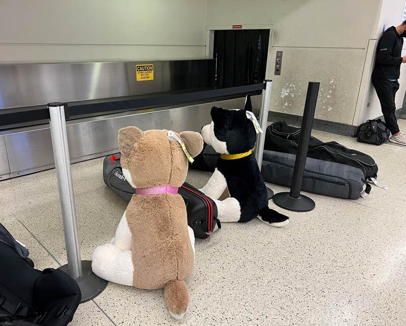 TSA’s budget for security dogs seems to have been severely cut