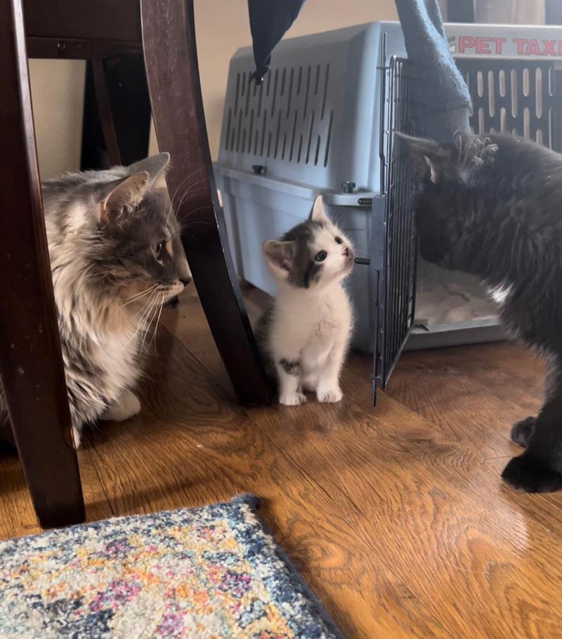 My cats having an important meeting