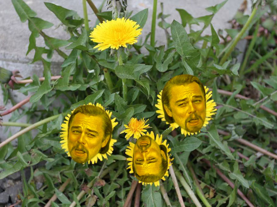 The dandelions in my yard after the 3rd application of weed killer