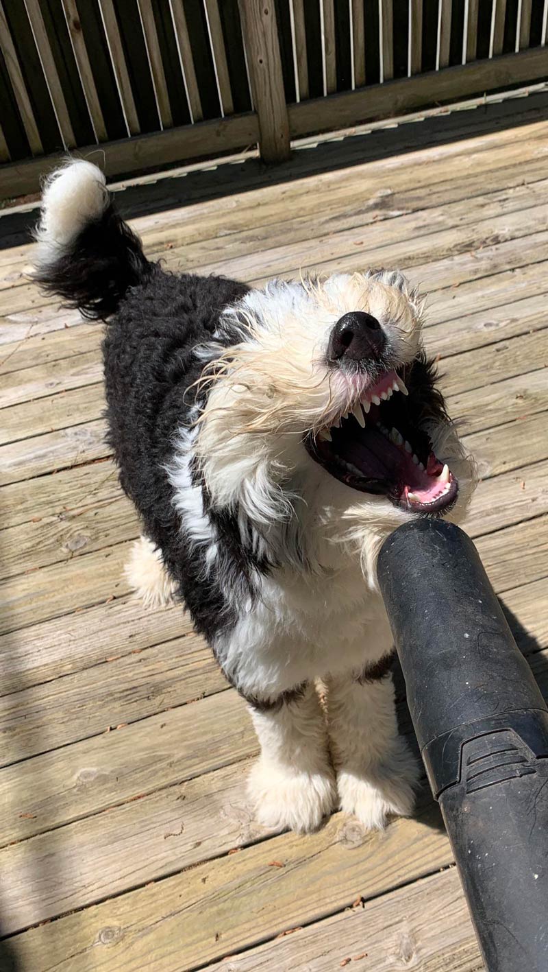 Found out my dog loves the leaf blower