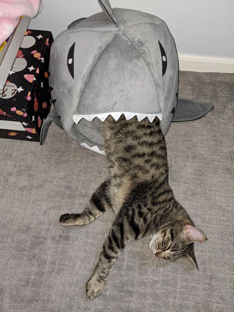 We lost a cat today... shark attack