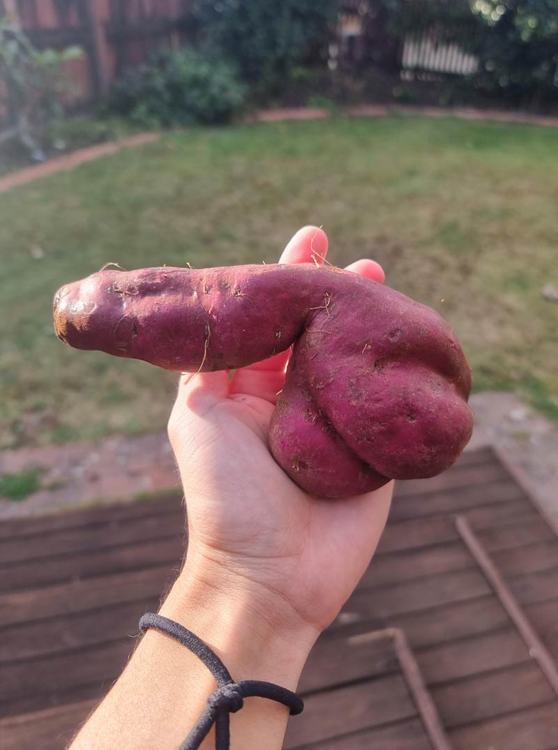 This odd shaped Sweet potato took me by surprise