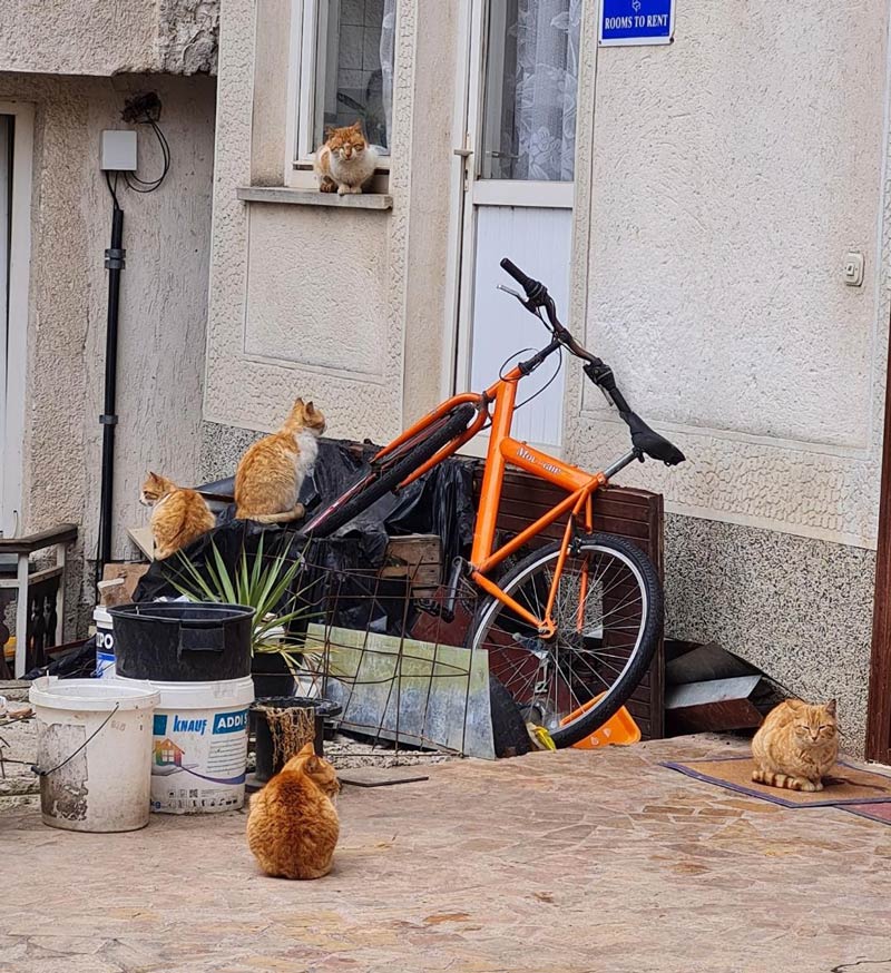 5 orange cats and an orange bike