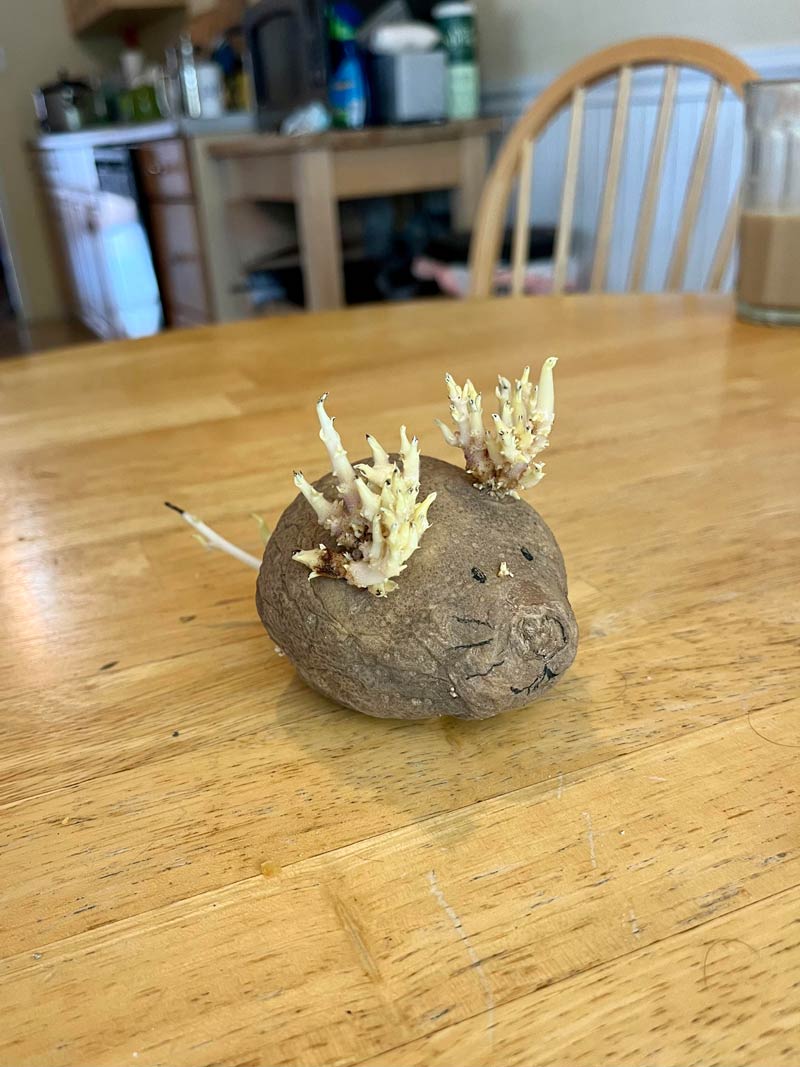 My potato grew some antlers and a tail