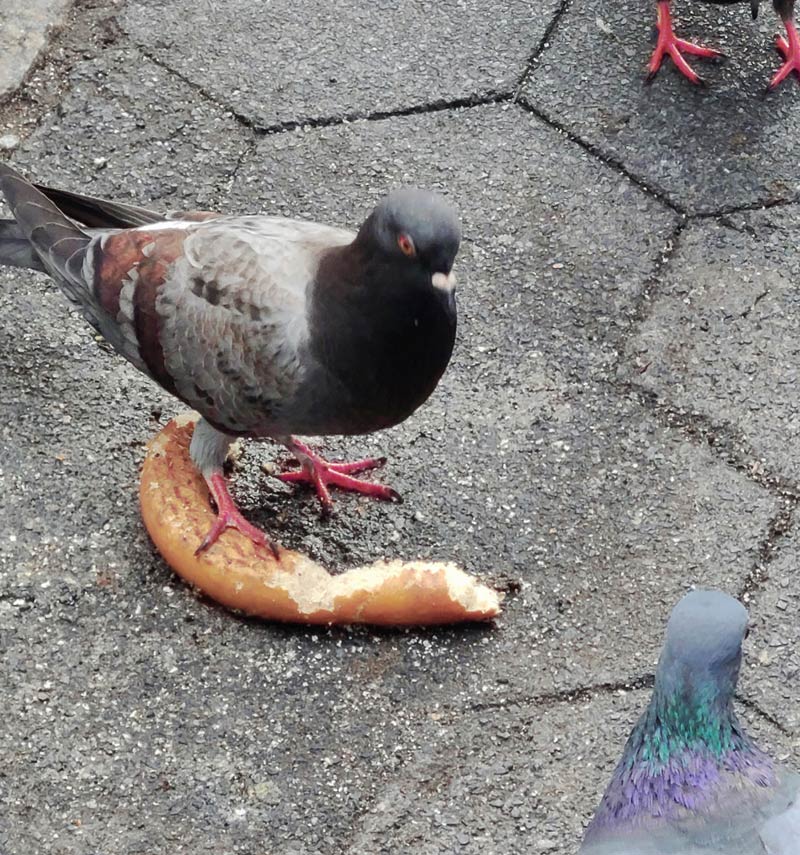 Angry pigeon defending his pretzel. Manhattan. 2022