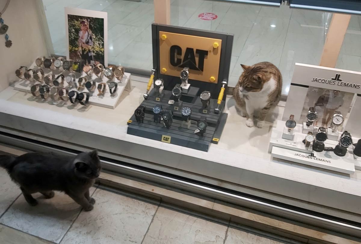 A cat next to CAT watching another cat outside the CAT Shop