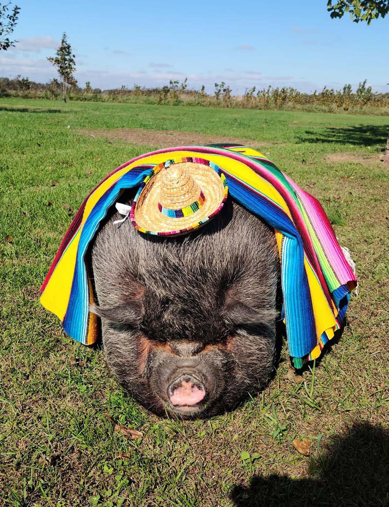 My parents’ friends dressed their pet pig up for Cinco de Mayo
