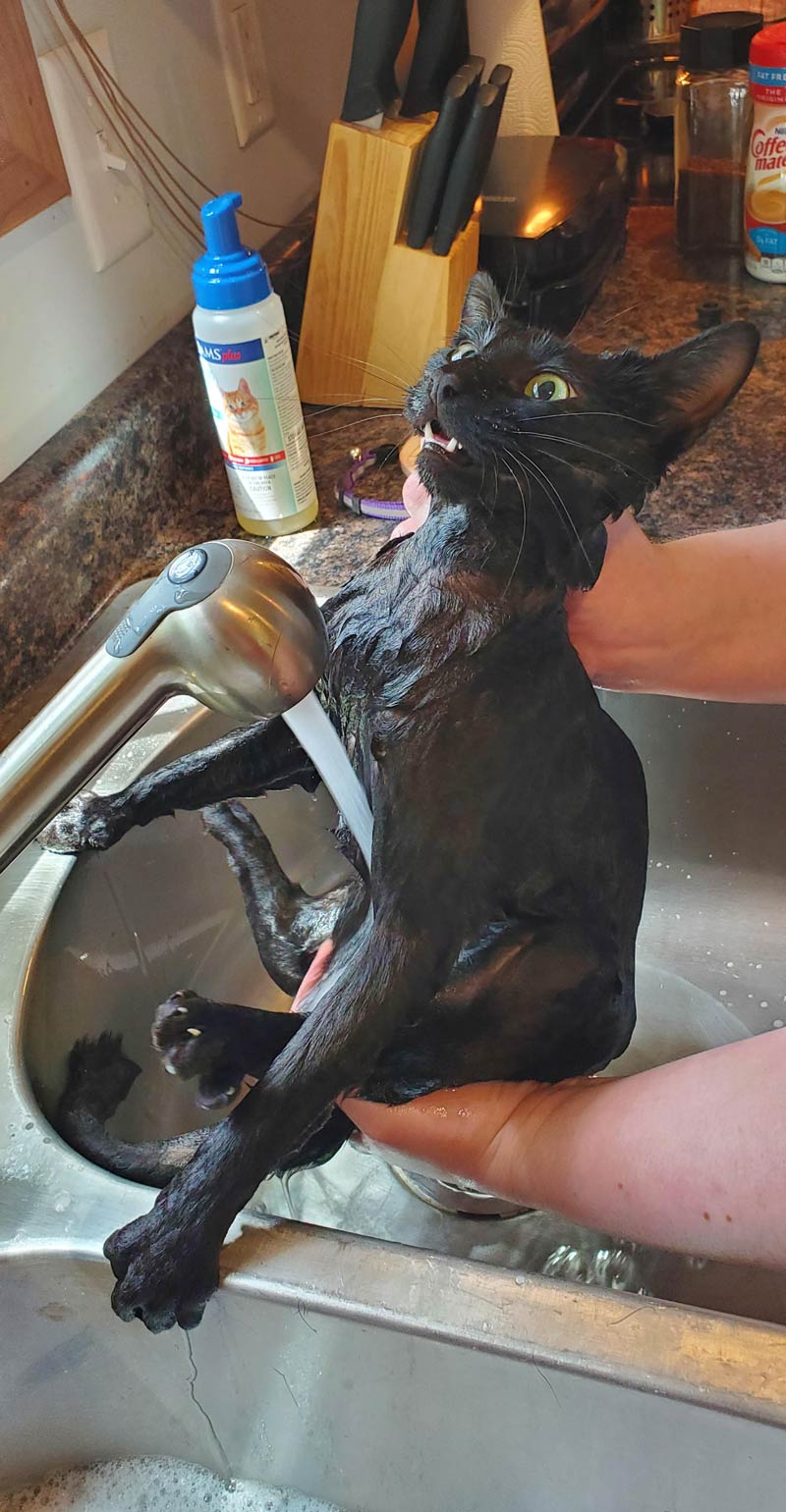 Gave our cat a bath this morning and I think she has had better days...