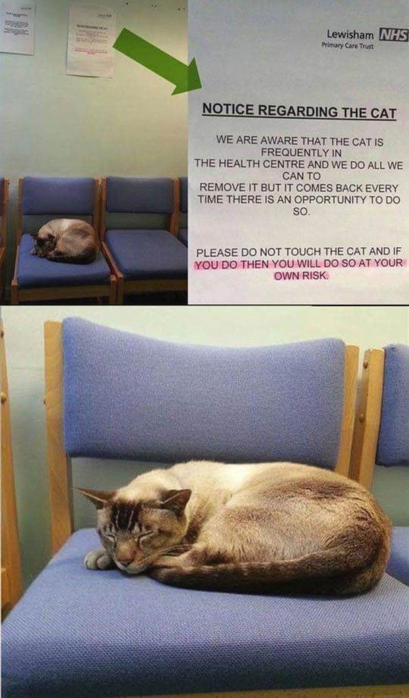 Notice Regarding the Cat