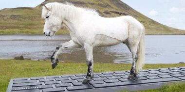 OutHorse Your Emails to Iceland’s Horses