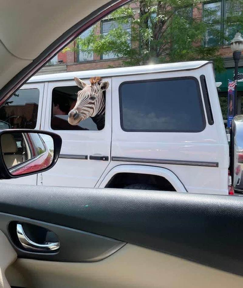This zebra cruising around town in a G Wagon
