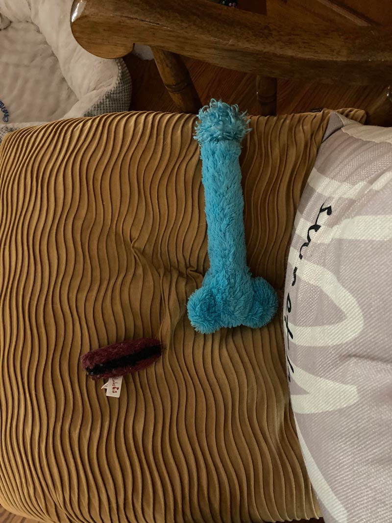 My wife is no longer in charge of buying cat toys