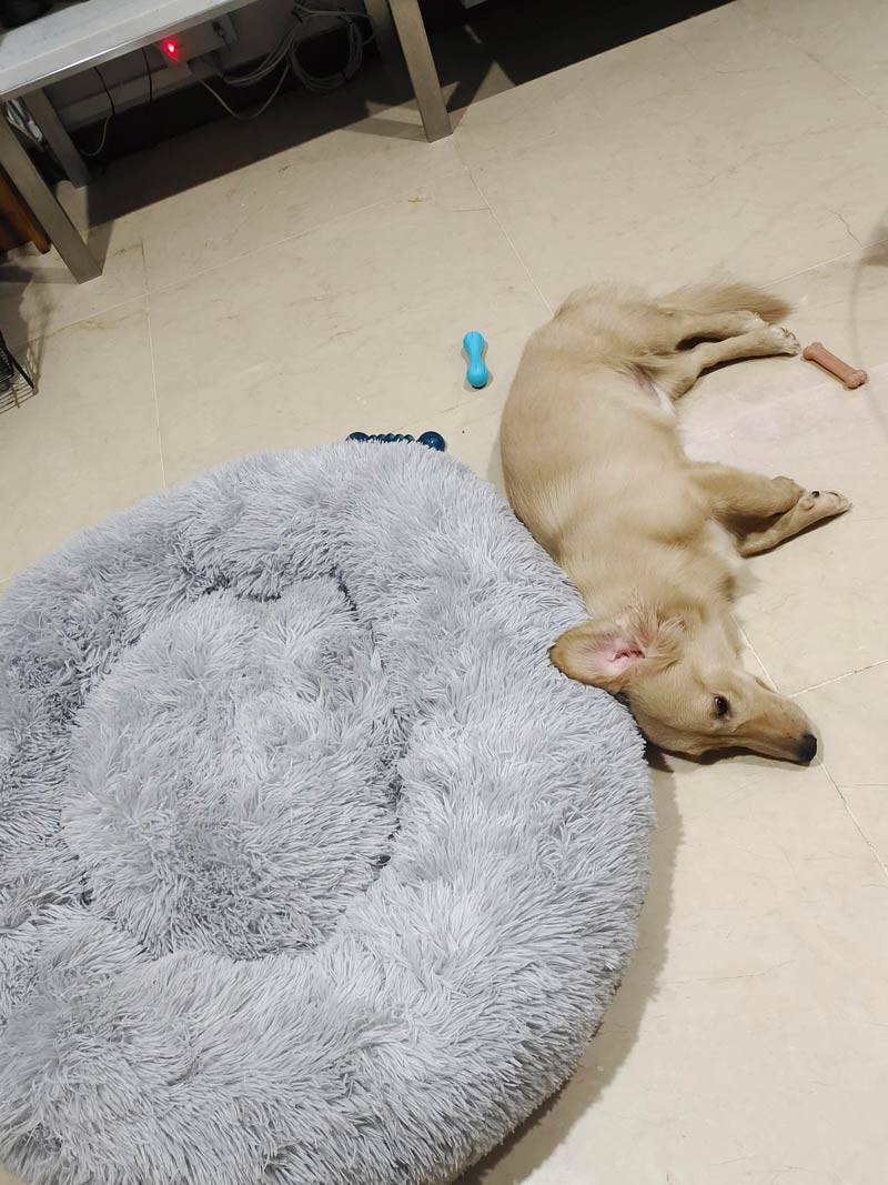 Bought a $200 bed... chooses the floor instead