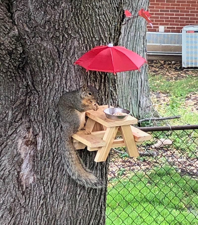 My mom loves feeding the squirrels. Upgraded from a charcuterie board to a full picnic table