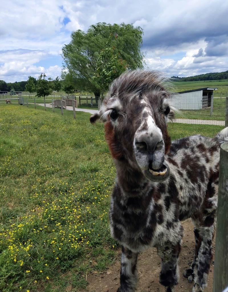 This pretty llama I met today