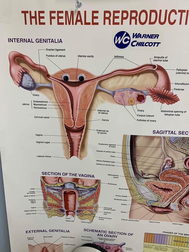 A friend took this pic in her OBGYN’s office