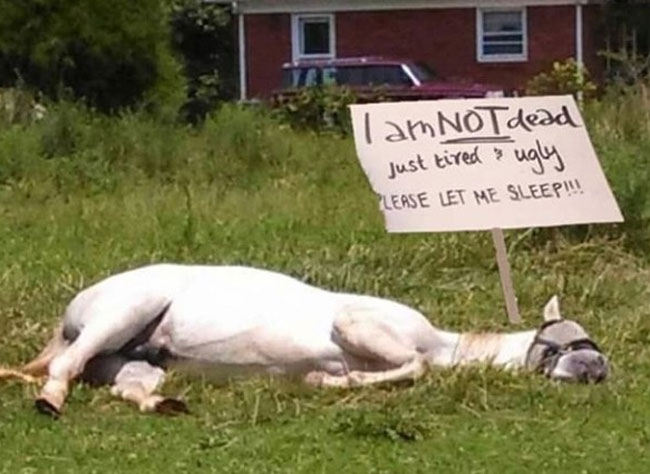 The poor horse just wants a nap