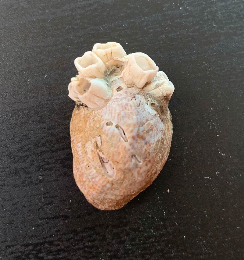 Was at the beach and found a shell with barnacles on it that makes it look like an anatomically correct heart