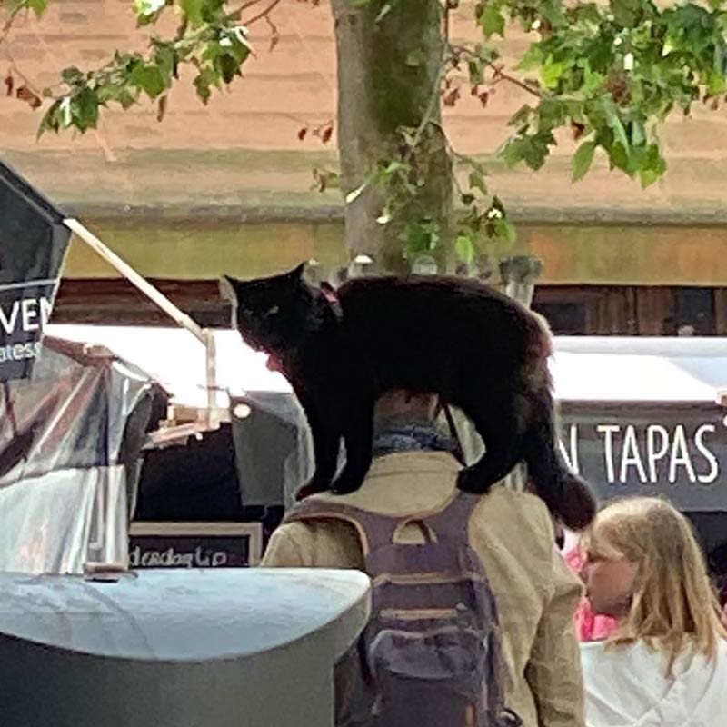 This guy walking with his cat on his shoulders