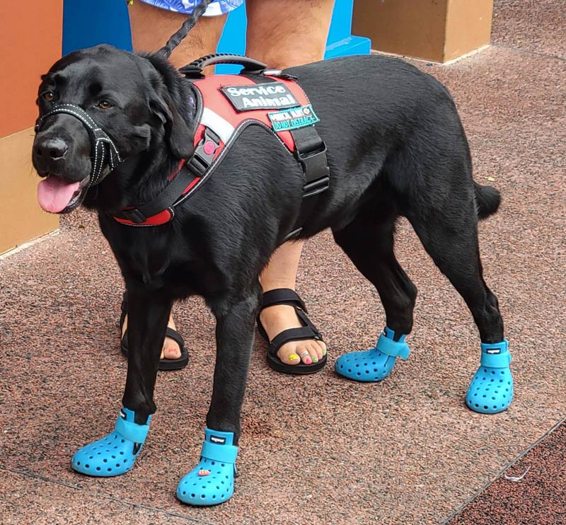 This service dog wearing doggie crocs