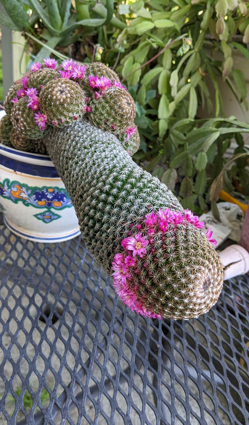 My mom's flowering cactus