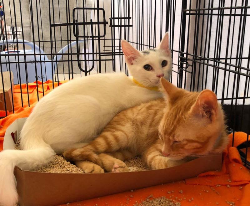 I bought a gigantic cat-bed but they still prefer the hamster's box