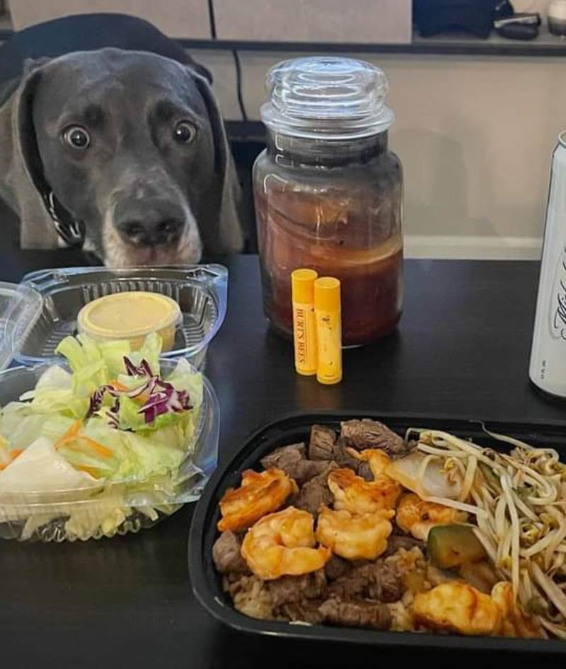 My buddy got hibachi for dinner. His dog is VERY interested