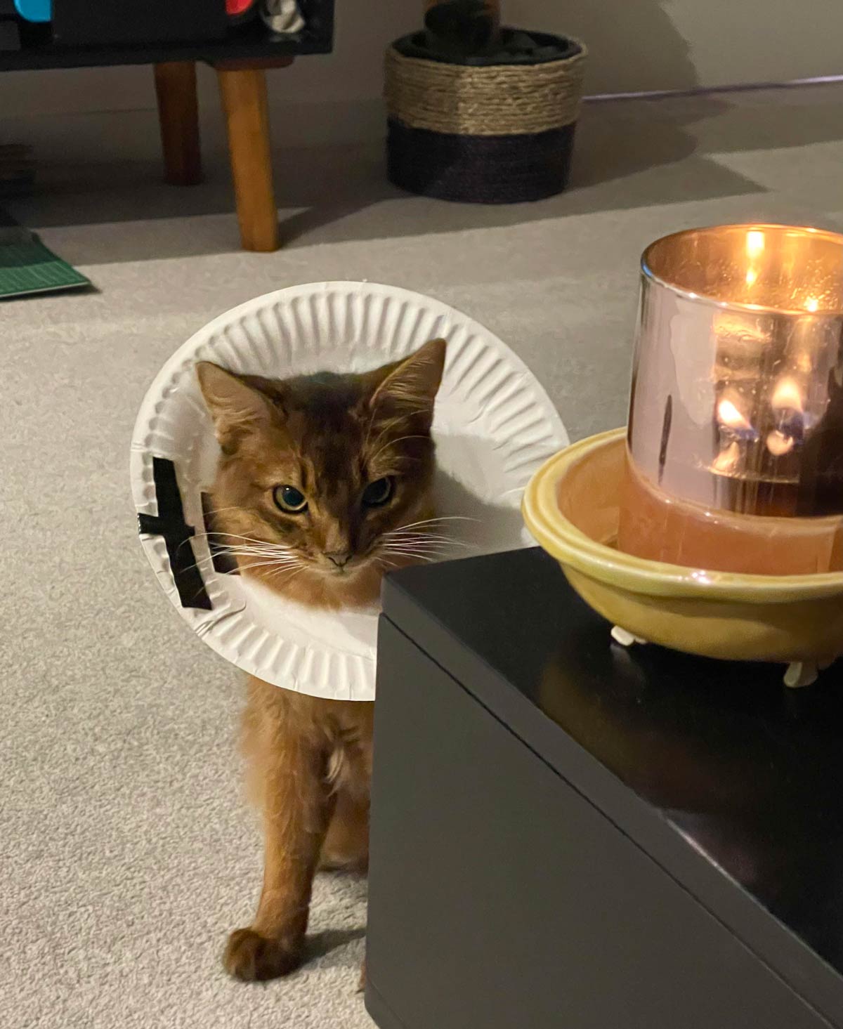 Someone is very angry that we had to put a makeshift cone on him for the night