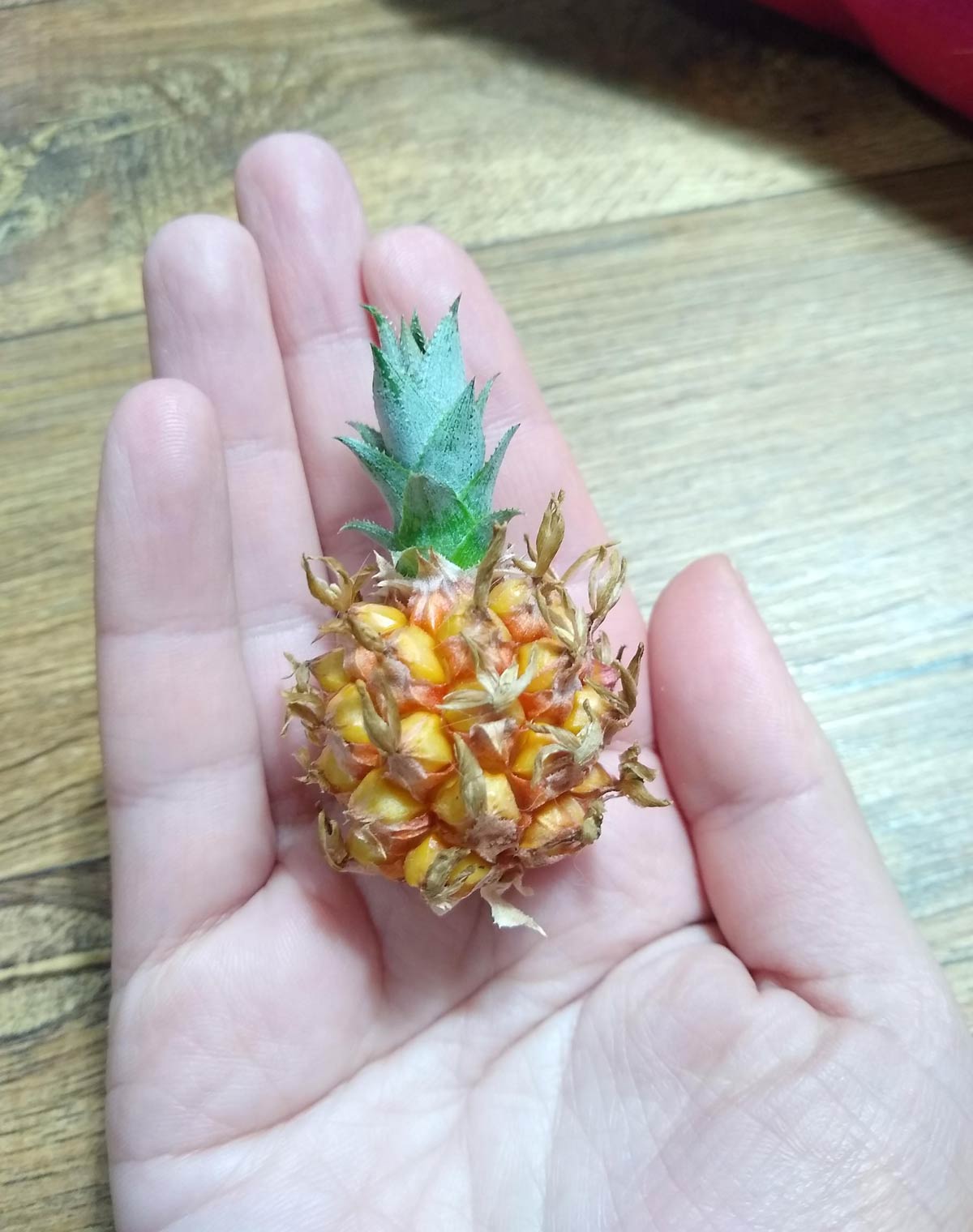 This pineapple I harvested
