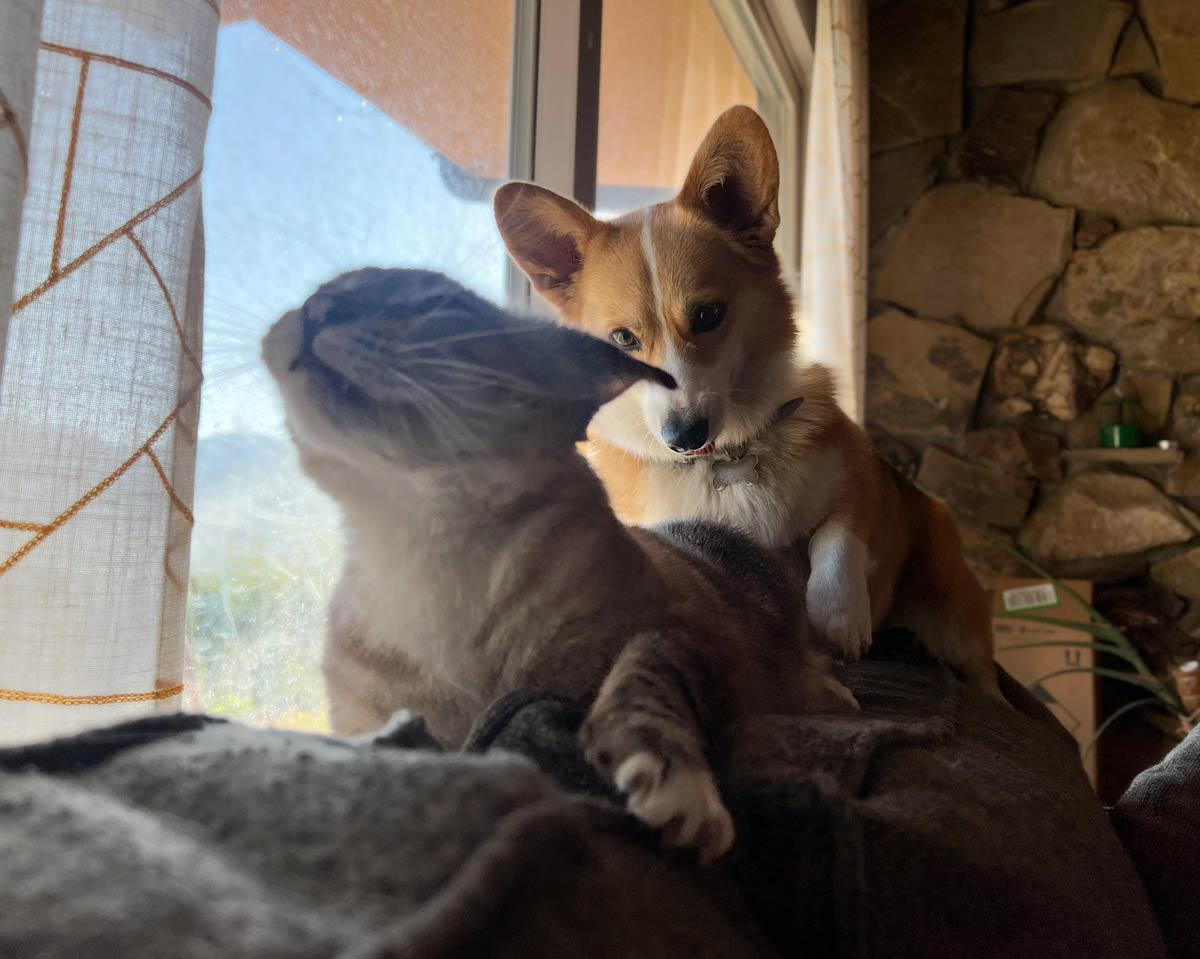 I took an unfortunately timed photo of Sindbad (cat) and Baby Schmutz (corgi) playing this morning..