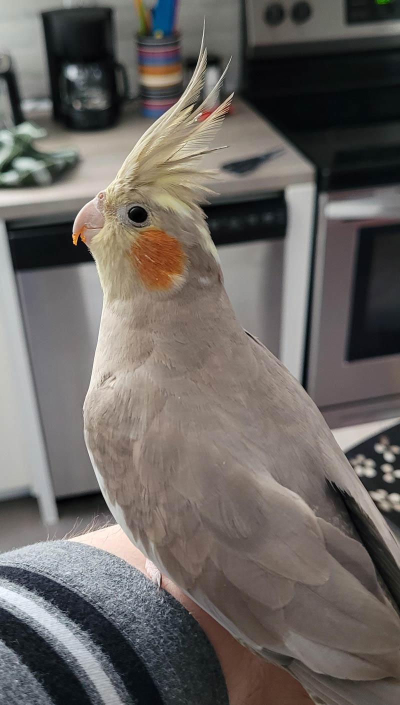 Birb swore to me that she didn't eat doritos