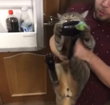 Cat Loves Eggplants