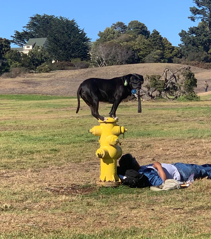 Dog with shades on just chilling on a fire hydrant. Saw him in a park near my house
