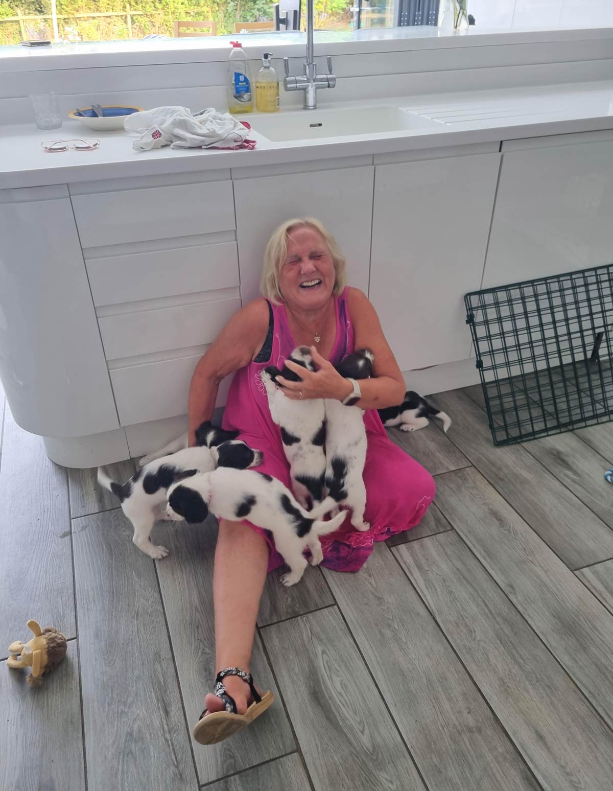 My Mum vs 7 Springer Spaniel Puppies